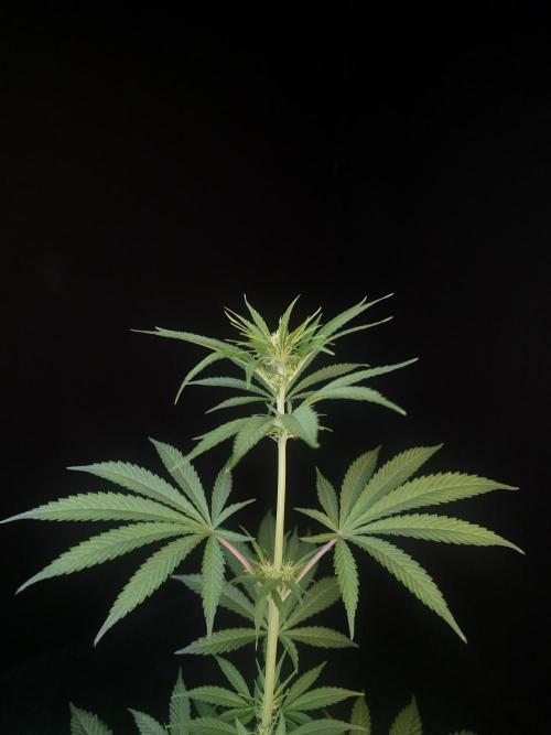 Power plant 2. Week 1