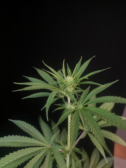Power plant 2. Week 1