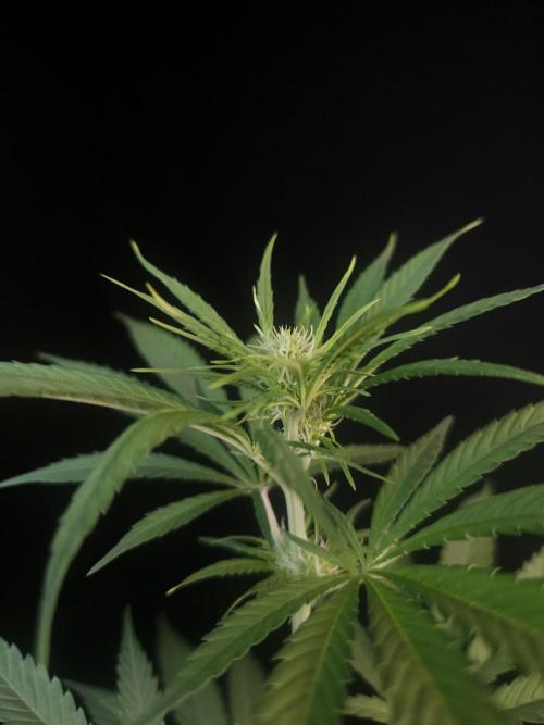 Power plant 2. Week 1