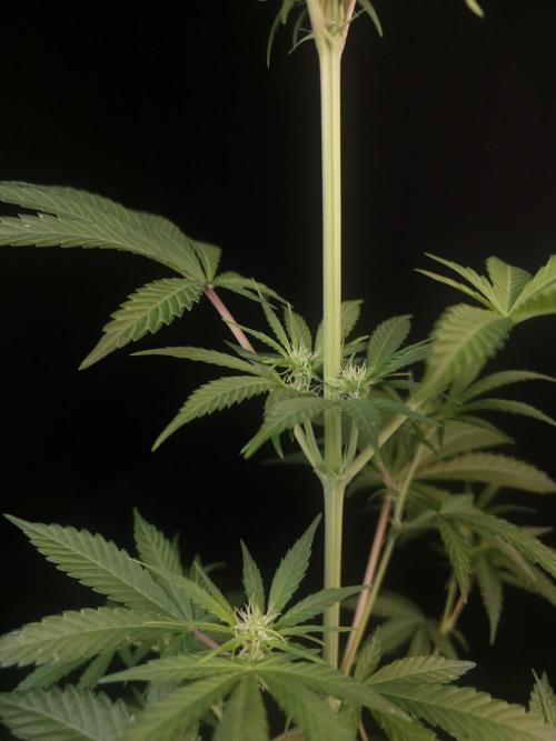 Power plant 2. Week 1