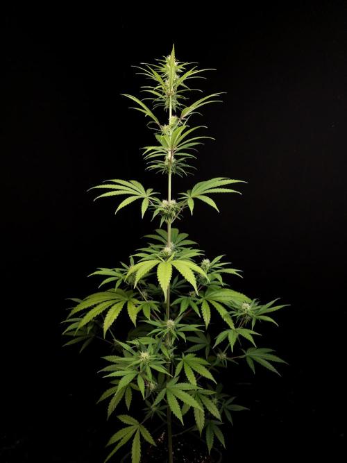 Power plant 2. Week 2