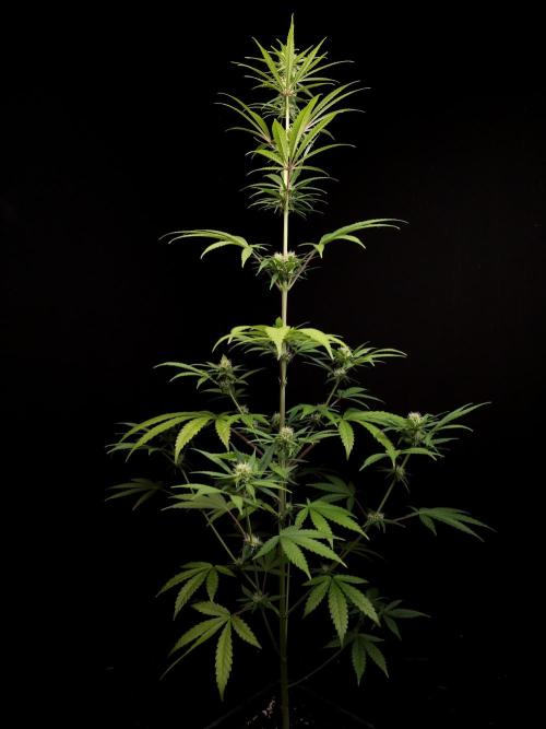 Power plant 2. Week 2