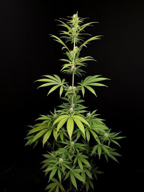 Power plant 2. Week 2