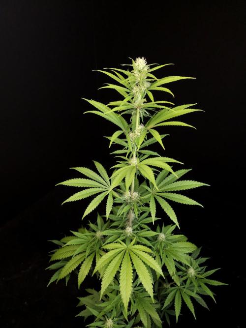 Power plant 2. Week 2