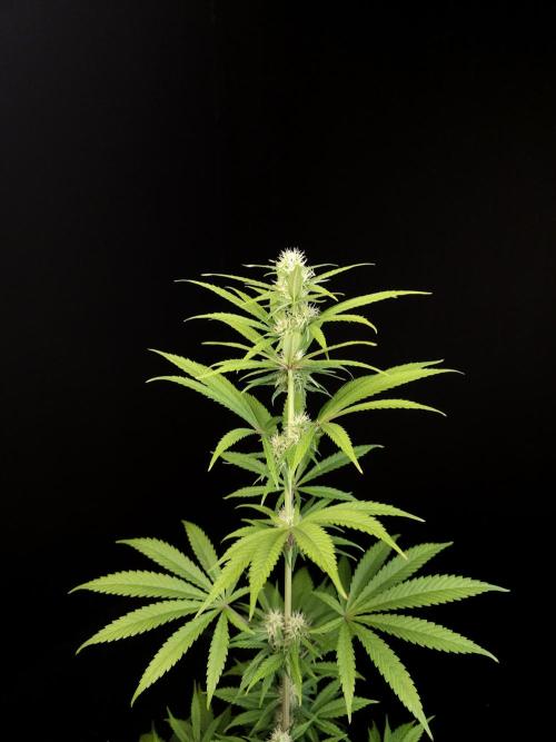 Power plant 2. Week 2