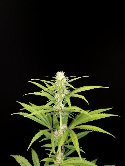 Power plant 2. Week 2