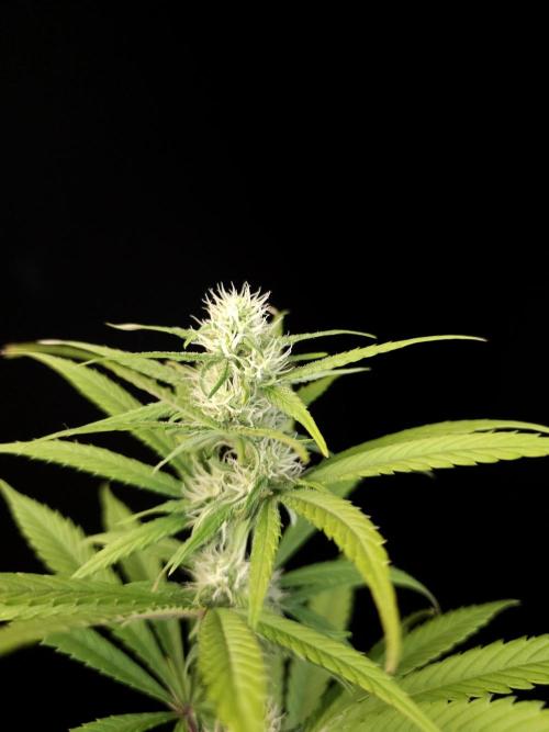 Power plant 2. Week 2