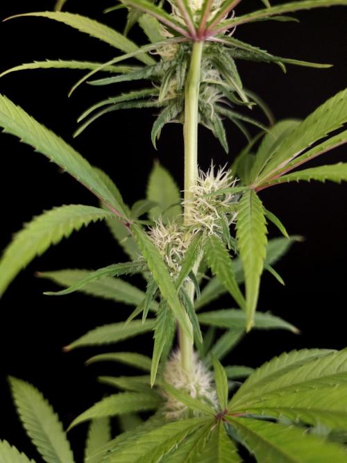 Power plant 2. Week 2