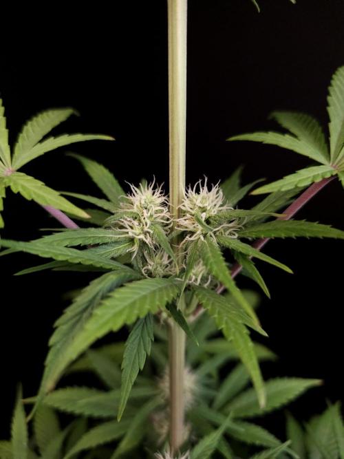 Power plant 2. Week 2