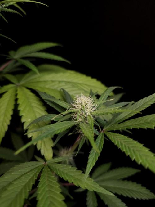 Power plant 2. Week 2