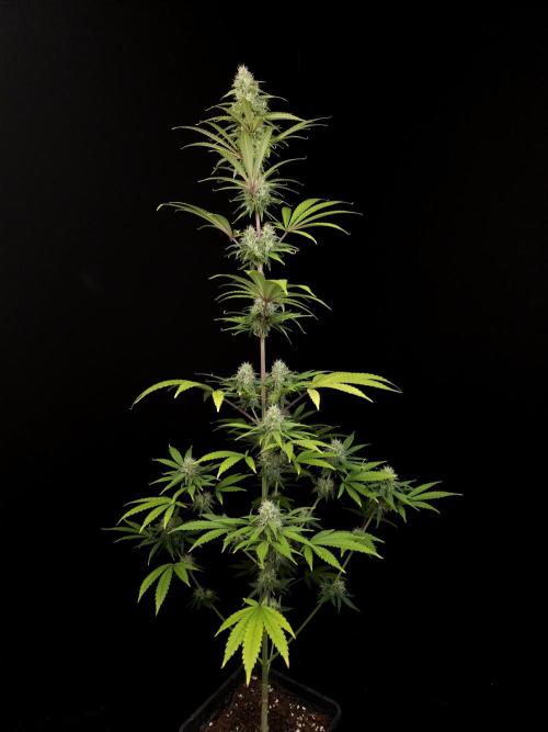 Power plant 2. Week 3