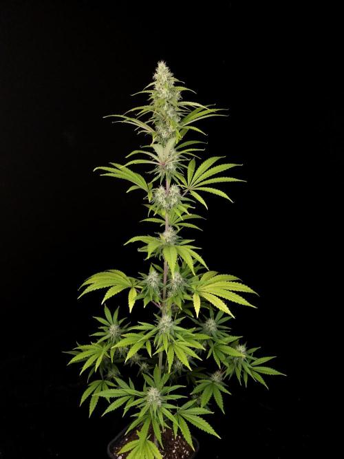Power plant 2. Week 3