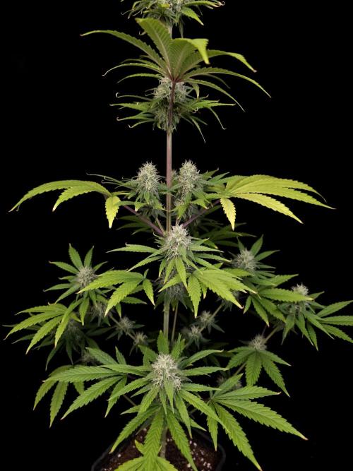 Power plant 2. Week 3