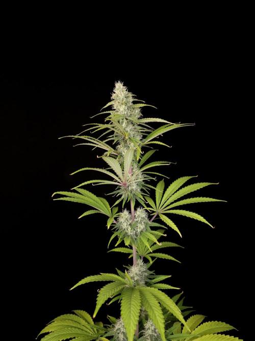 Power plant 2. Week 3