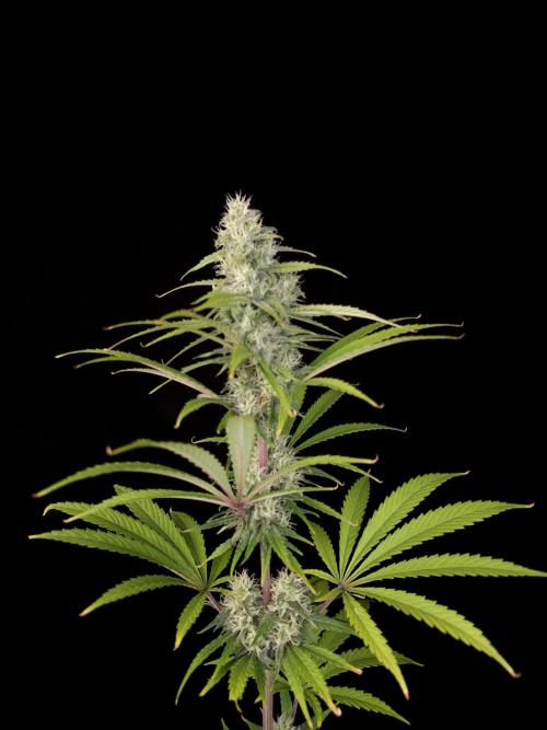 Power plant 2. Week 3