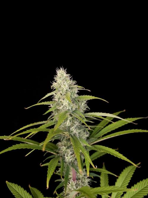 Power plant 2. Week 3