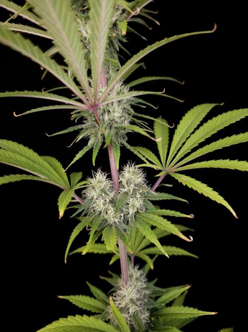Power plant 2. Week 3