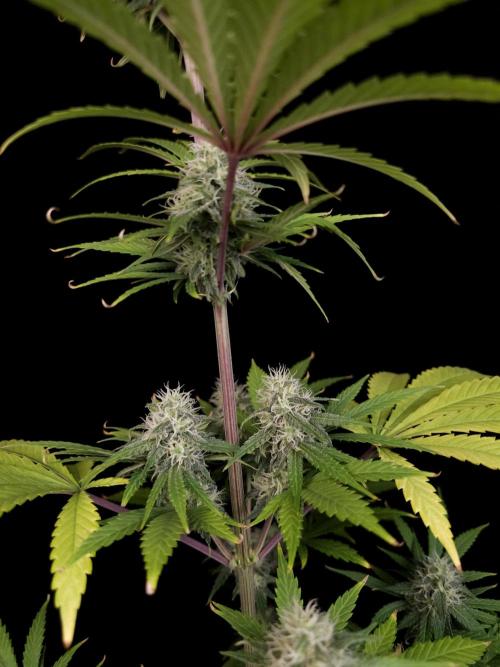 Power plant 2. Week 3