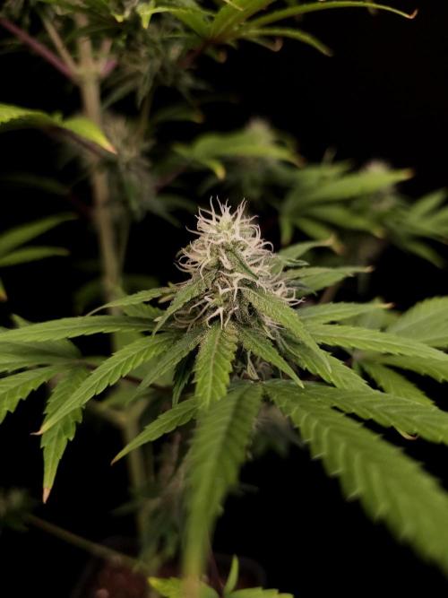 Power plant 2. Week 3