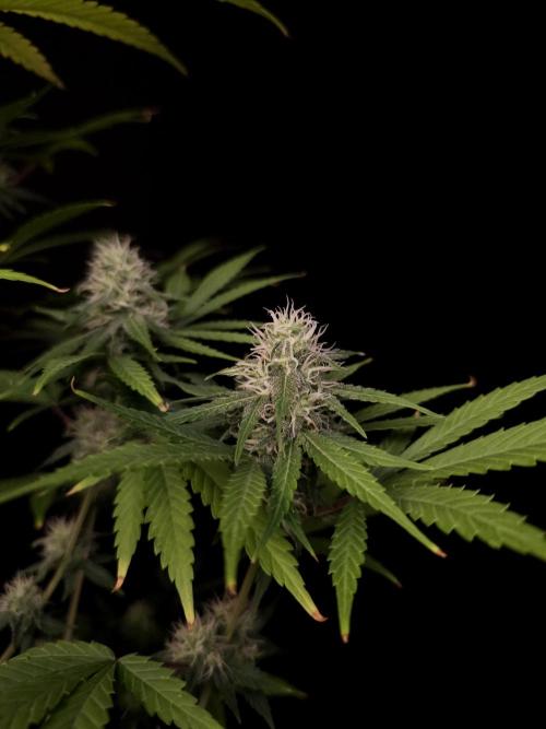 Power plant 2. Week 3