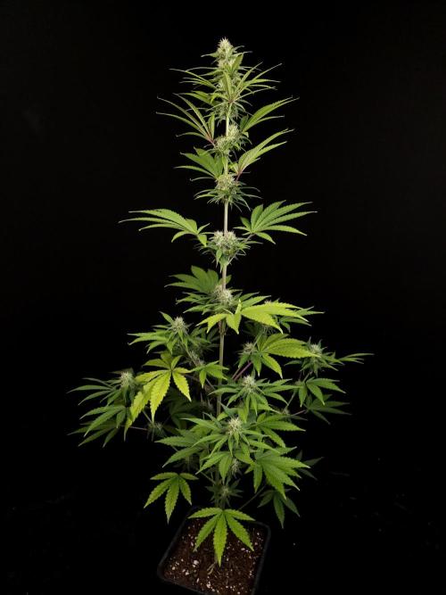 Power plant 2. Week 4
