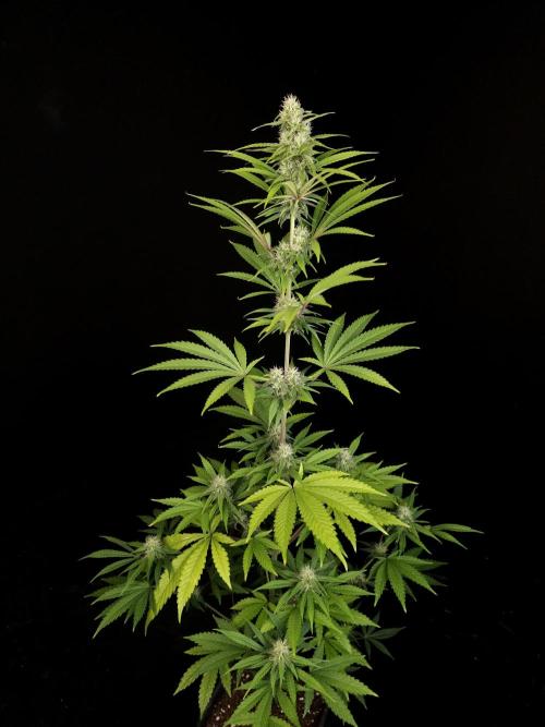 Power plant 2. Week 4