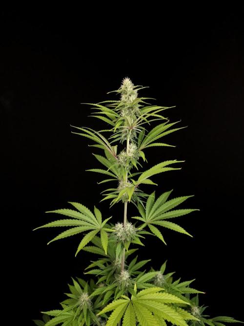 Power plant 2. Week 4