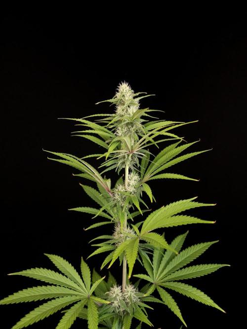Power plant 2. Week 4