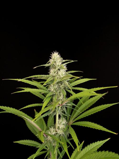 Power plant 2. Week 4