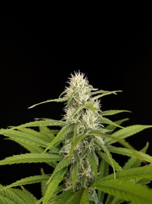 Power plant 2. Week 4