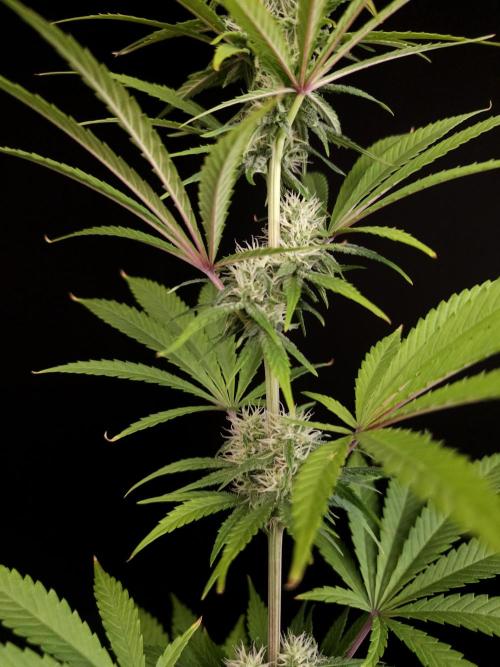 Power plant 2. Week 4