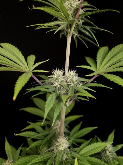 Power plant 2. Week 4