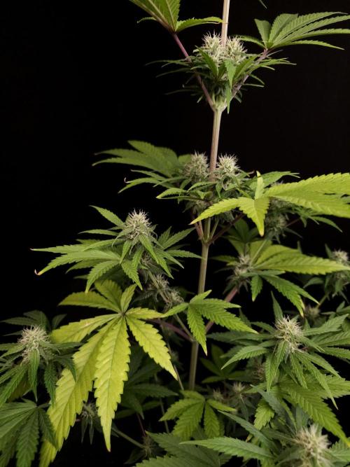 Power plant 2. Week 4