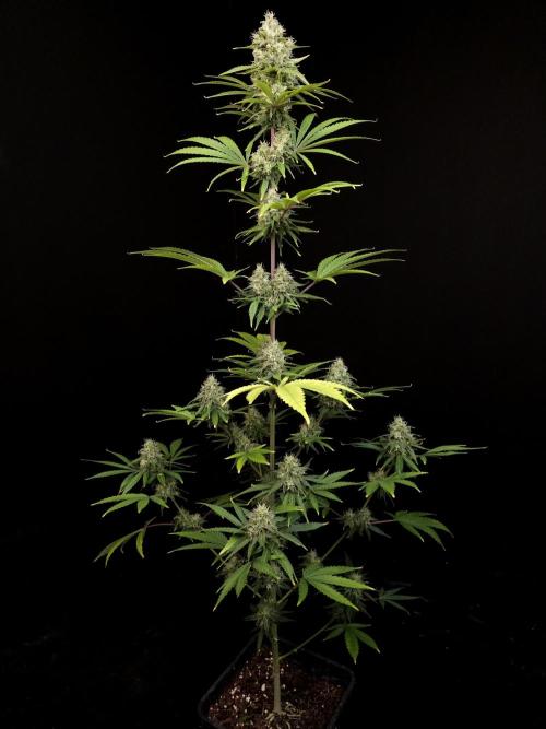Power plant 2. Week 5