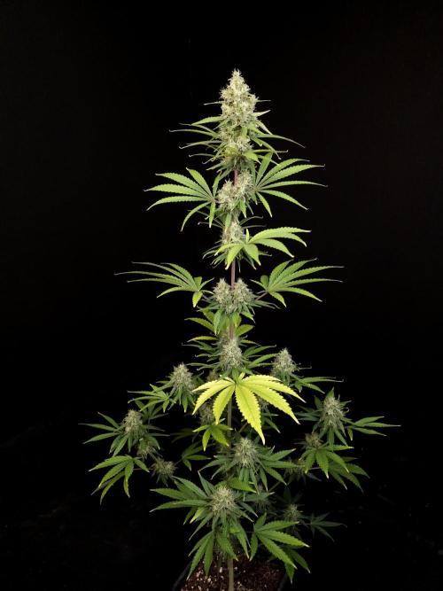 Power plant 2. Week 5