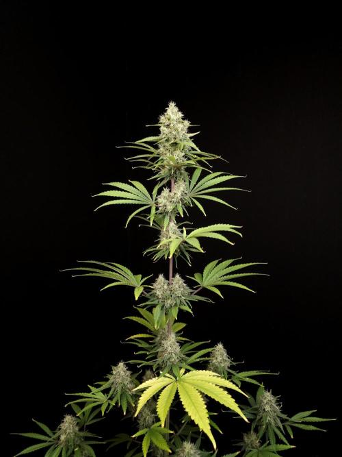 Power plant 2. Week 5