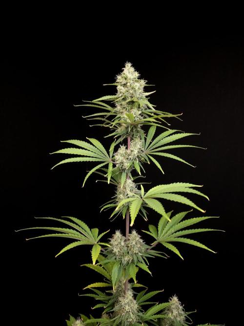 Power plant 2. Week 5