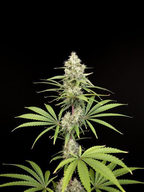 Power plant 2. Week 5