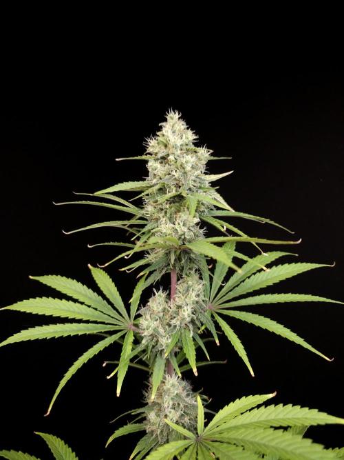 Power plant 2. Week 5