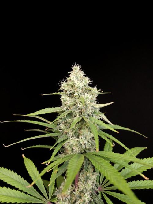 Power plant 2. Week 5