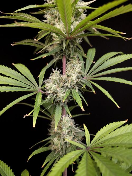 Power plant 2. Week 5