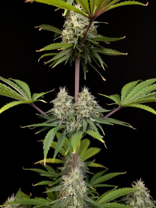 Power plant 2. Week 5