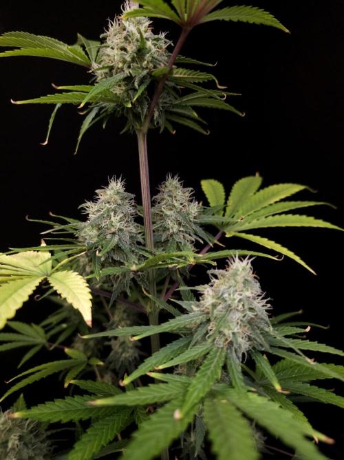 Power plant 2. Week 5