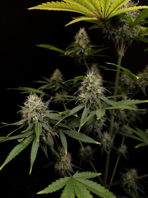 Power plant 2. Week 5