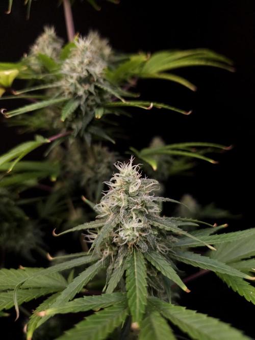 Power plant 2. Week 5