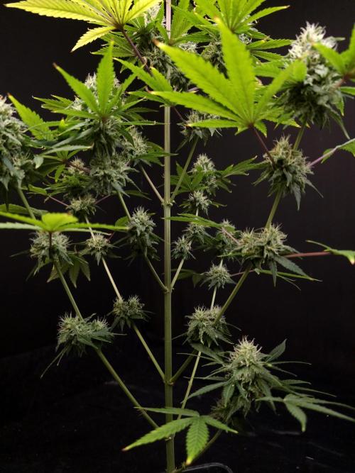 Power plant 2. Week 5