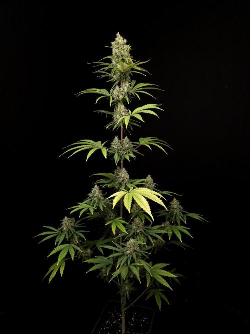 Power plant 2. Week 6