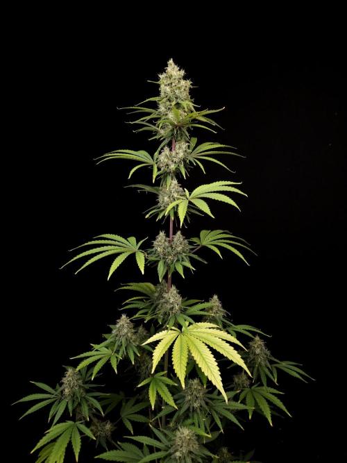 Power plant 2. Week 6