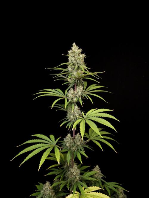 Power plant 2. Week 6