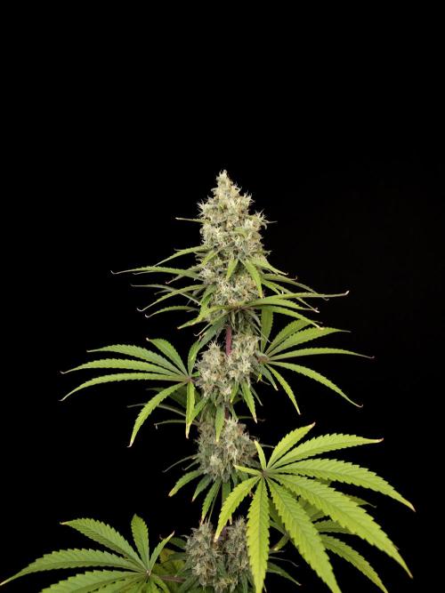 Power plant 2. Week 6
